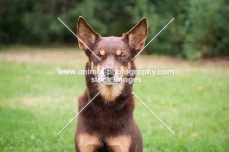 Kelpie front view