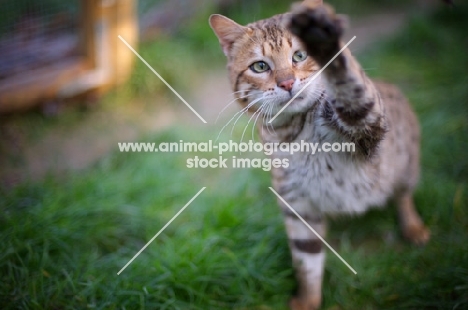 outdoor shot of a male Bengal cat with paw up