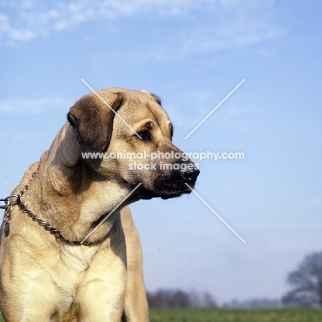 anatolian shepherd dog looking aside