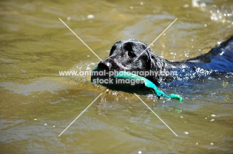 Flat Coated Retriever with dummy in water