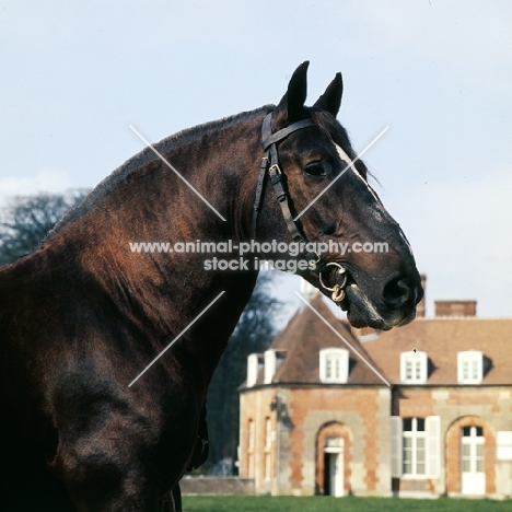 quel beau, norman cob, haras du pin, france