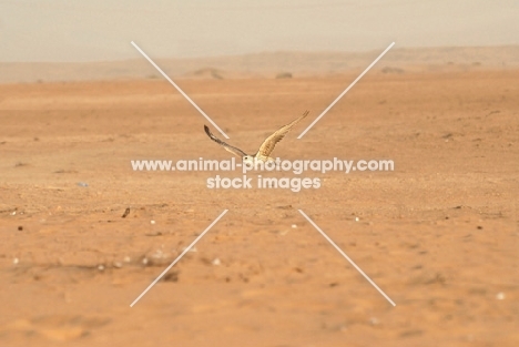 Falcon flying over desert
