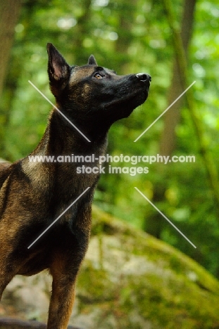 Malinois looking up in forest