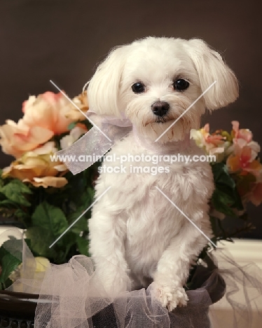young Maltese near flowers in studio