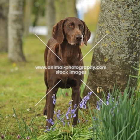 German Shorthaired Pointer in spring