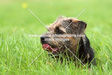 Border Terrier in field