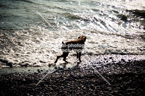 Boxer walking shoreline