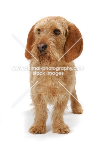 Australian Champion Basset Fauve de Bretagne, standing on white background