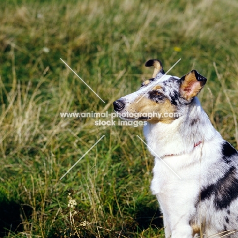 smooth collie, portrait