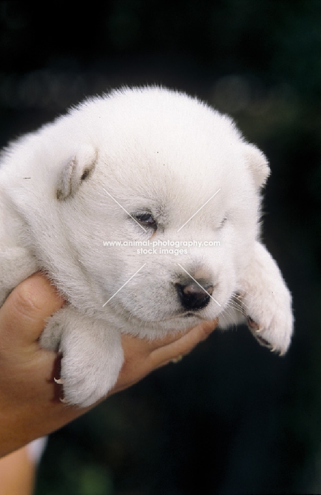 kishu week old kishu