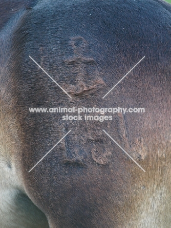 brand on Exmoor Pony