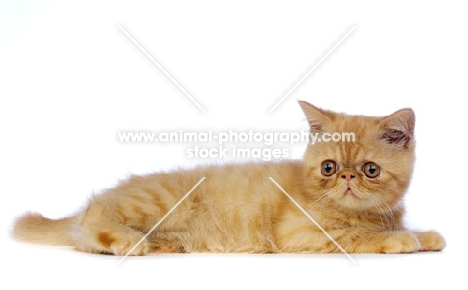 Exotic ginger kitten laid isolated on a white background