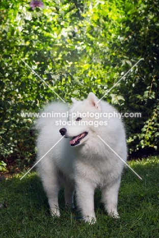 Samoyed dog amongst greenery
