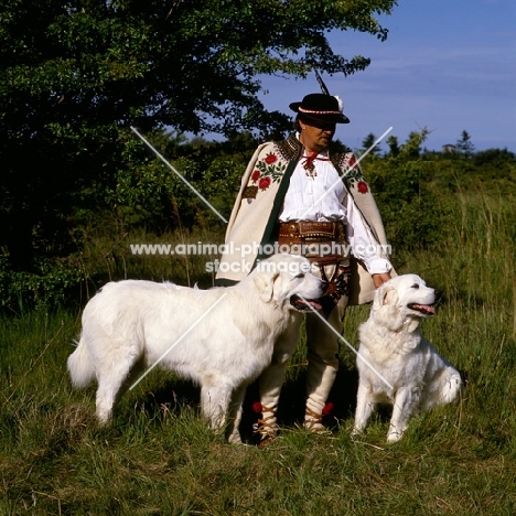 two polish tatra herd dogs with their owner,