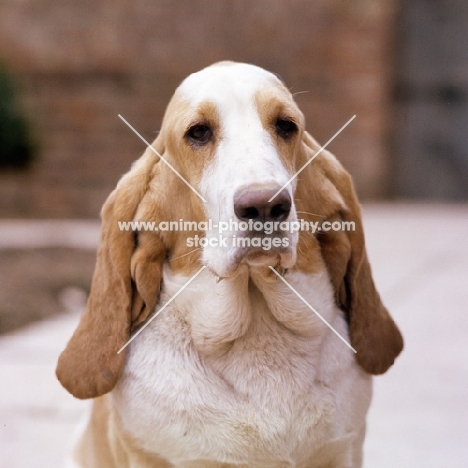 champion basset hound bitch, portrait