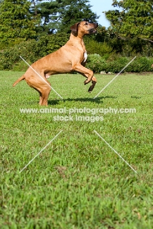 Rhodesian Ridgeback jumping up