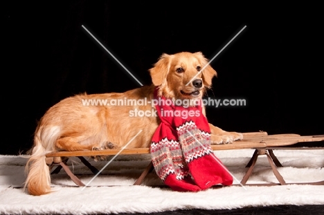 young Golden Retriever on sleigh