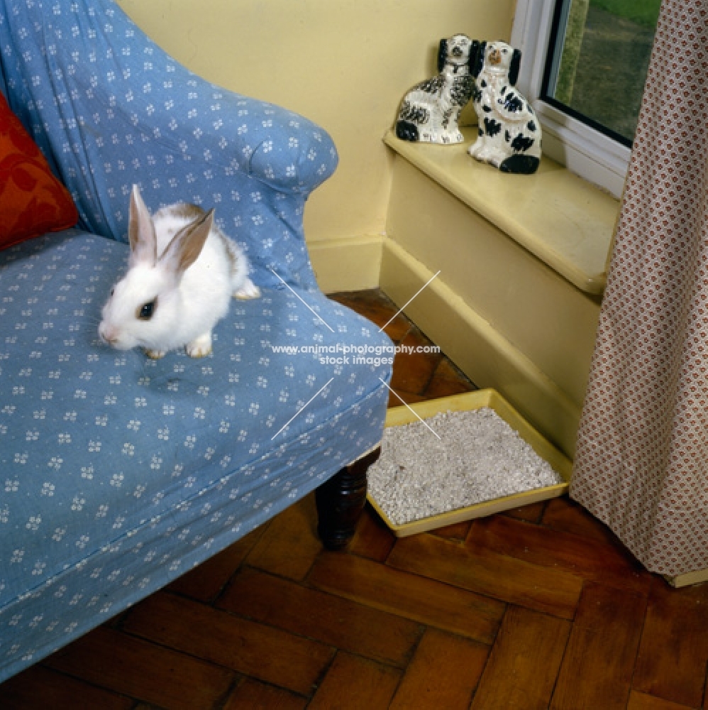 pet rabbit living in the house, with litter tray