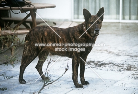 bardino dog in lanzarote