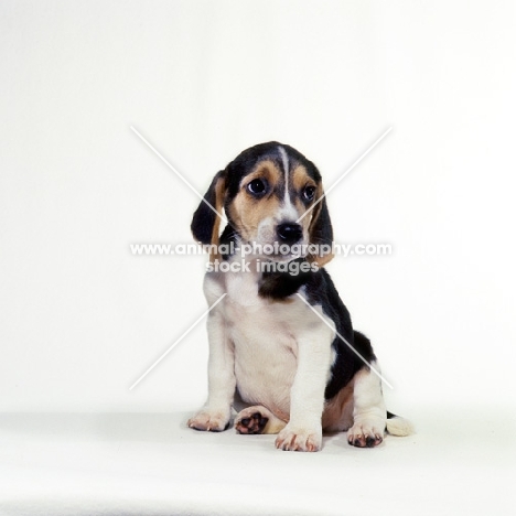 beagle puppy sitting