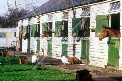 thoroughbreds looking out of  their stables with chickens outside