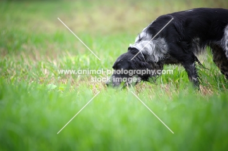 close-up of a black and white  English Setter smelling in a field