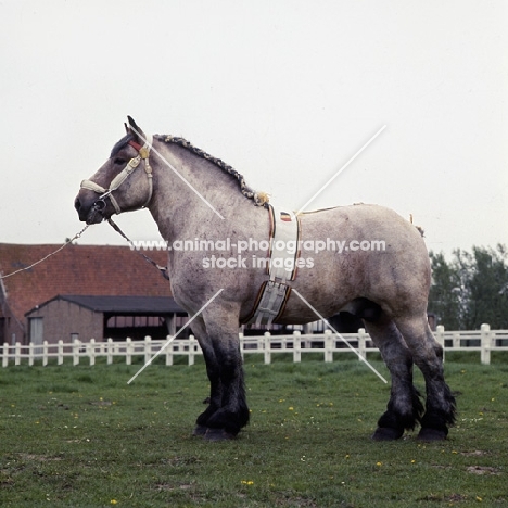 belgian stalion at belgian farm