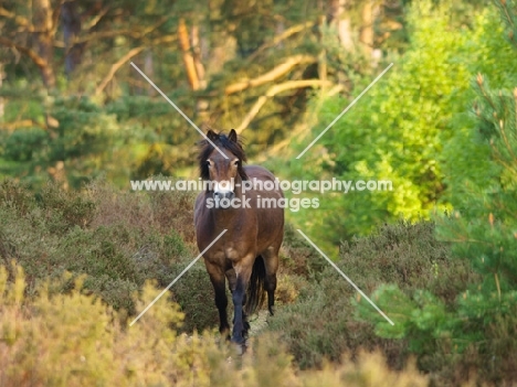 Exmoor Pony