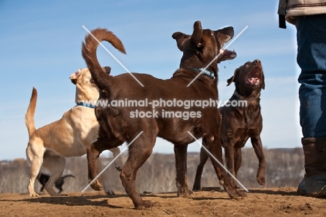 three Labradors with owner