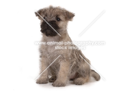 Cairn Terrier on white background