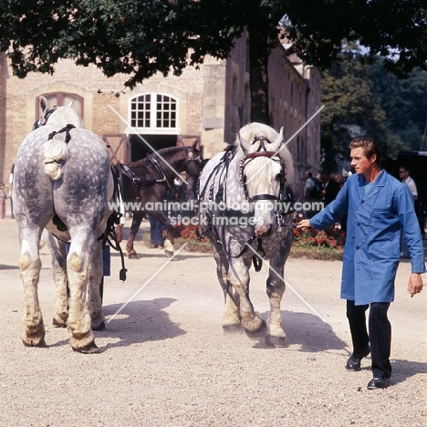 percherons in preparation for parade at haras du pin