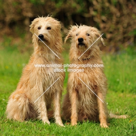 two shaggy Lurchers