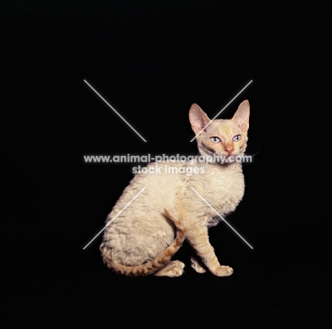 cornish si-rex cat posing