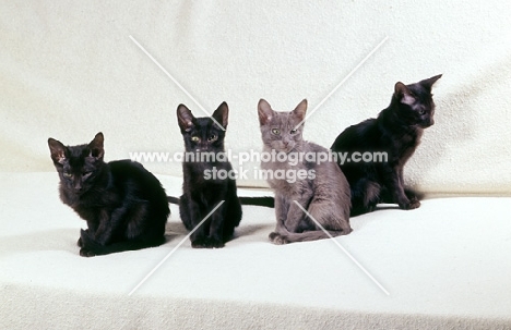 litter of four kittens, three havana, one lilac self 