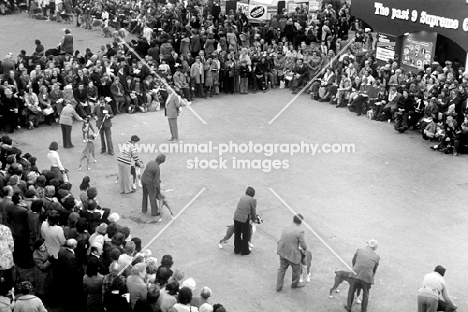 crufts 1978 olympia, the boxer ring