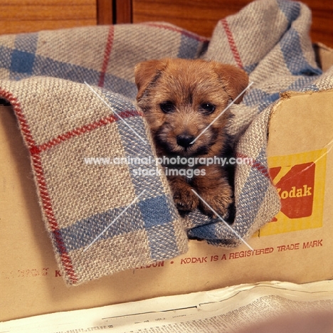 norfolk terrier puppy laying on a blanket in a box