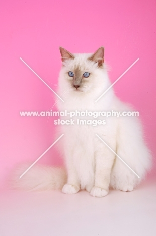 Lilac point Birman cat