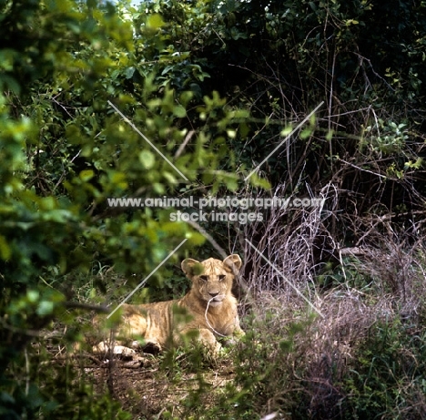 lioness/lion cub in lake manyara national park