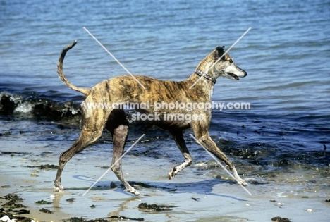 ex-racing greyhound running to sea