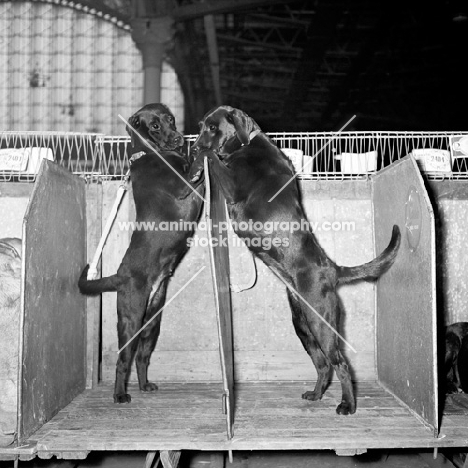 two labradors on benches at Crufts
