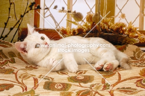 british shorthair lying on a carpet