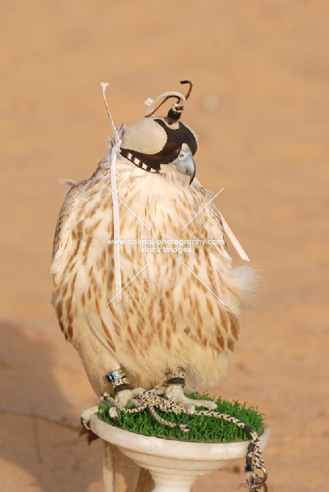 Hunting Falcon in Dubai desert