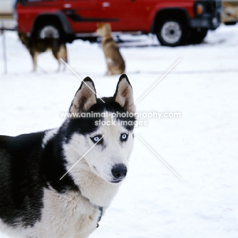 siberian husky at sled dog races in austria