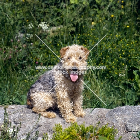 lakeland puppy, untrimmed, sitting on a wall