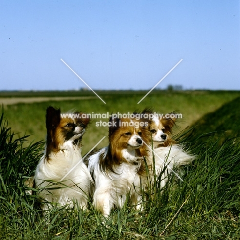 three apillons in a field