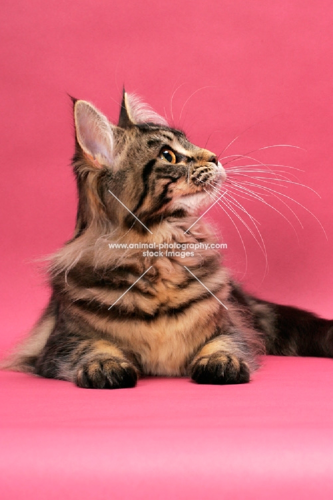 brown tabby Maine Coon on pink background, looking up