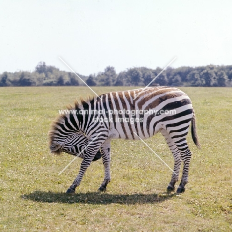 zebra bowing