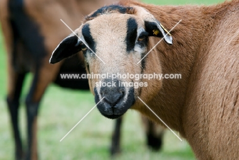blackbelly ewe portrait