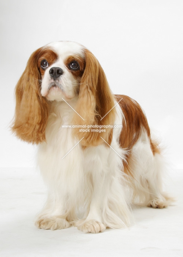 Blenheim Cavalier King Charles Spaniel, Australian champion