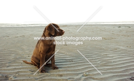 chocolate Labrador puppy sitting on beach